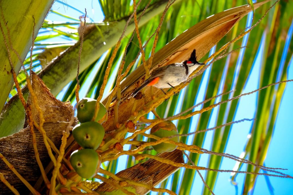 Guía de Aves y Mamíferos Comunes en tu Campamento